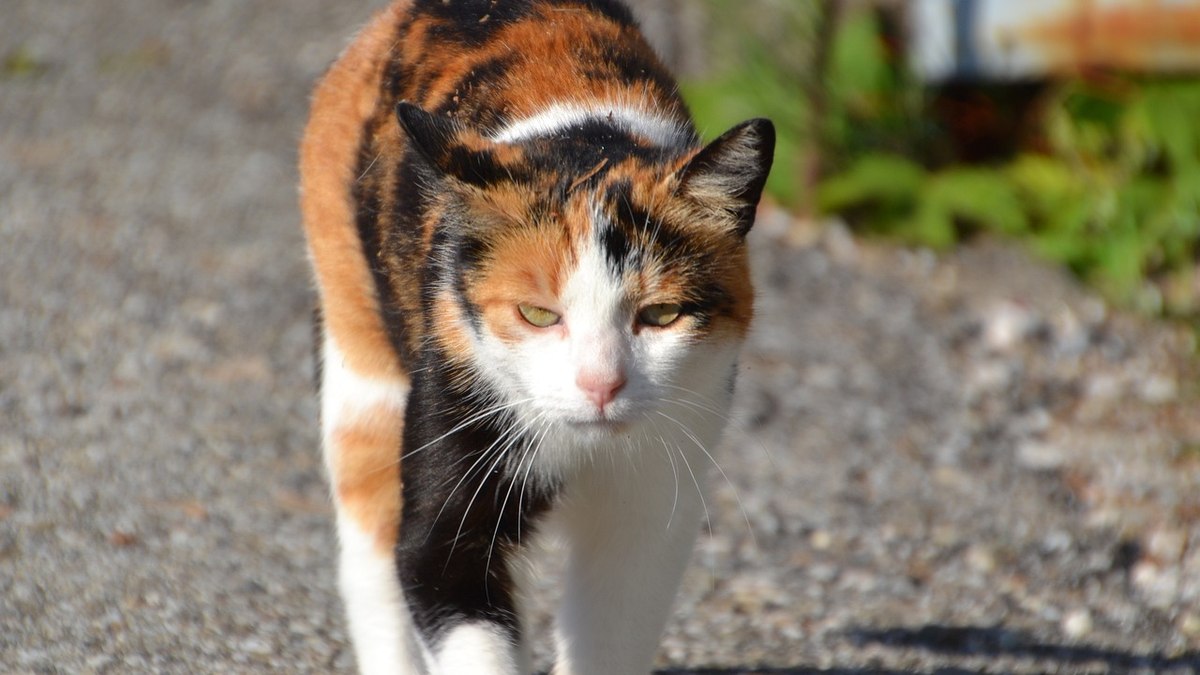 Legging O que é Legal, Gato Gatinho em Cores Terrestres