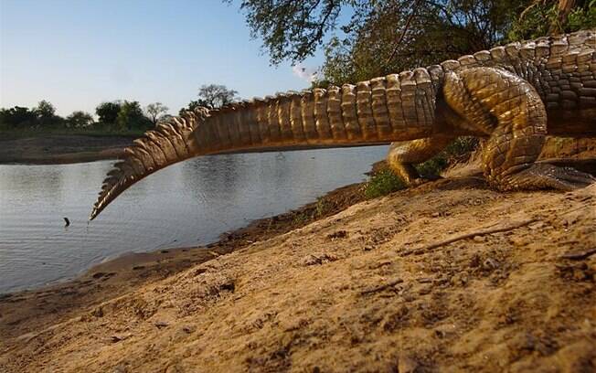 Pastor morreu em ataque de crocodilos no Zimbábue; segundo fiéis, ele foi devorado, deixando apenas sandálias e roupas