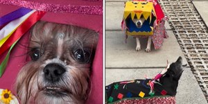 Cães se fantasiam para festa julina em creche e viralizam