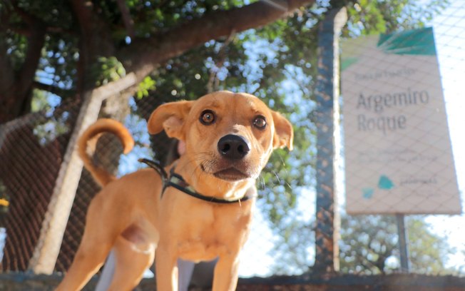 Campinas (SP) libera acesso de pets em parques, bosques e praças Als7b5x4zkgstj1jte0n5kssi