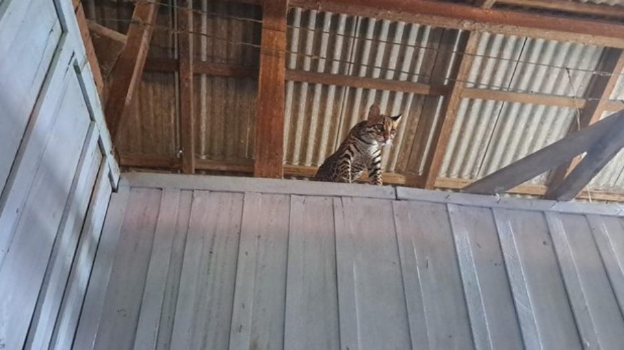 Ibama resgata jaguatirica mantida ilegalmente em fazenda no Pará Ibama resgata jaguatirica mantida ilegalmente em fazenda no Pará