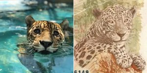 Conheça Gabi, a onça-pintada que foi modelo para a nota de R$ 50