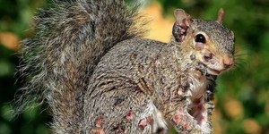 Esquilos "zumbis" com tumores assustam moradores nos EUA
