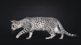 Mau Egípcio, o gato doméstico mais ágil do mundo