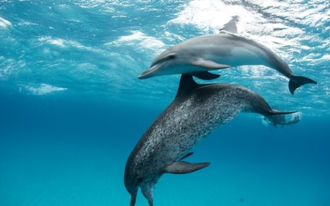 Vídeo mostra golfinhos desarmando armadilhas e roubando iscas