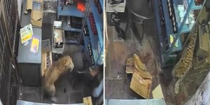 Leopardo ataca três homens na Índia; veja vídeo