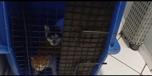 Carro com gatos sofre acidente na Dutra e animais são resgatados