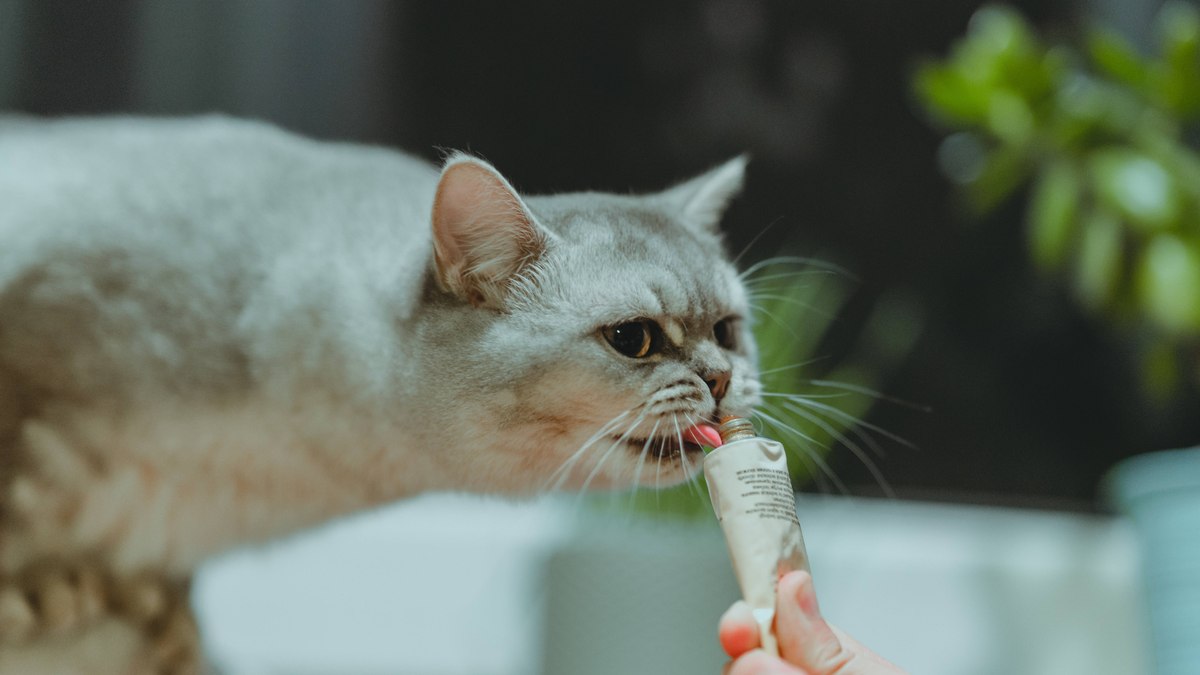 Adeus à bolinha: gatos já jogam no smartphone, mas isso é bom para eles? -  08/11/2020 - UOL TILT