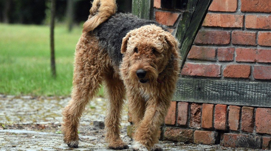 Airedale Terrier