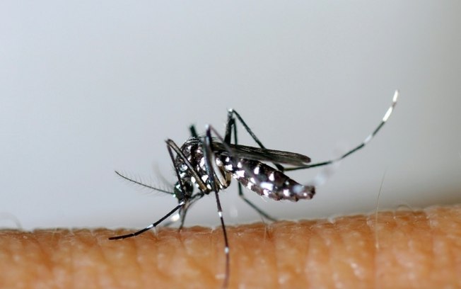 Um mosquito tigre asiático (Aedes albopictus), 26 de março de 2013