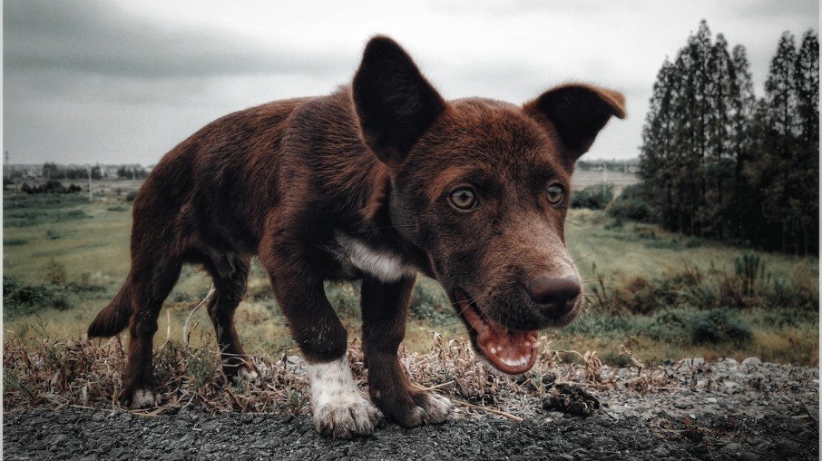 Descendentes de Collies escoceses e cães selvagens australianos, o Kelpie foi criado para atuar como cão de pastoreio