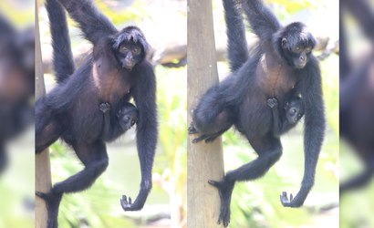 Filhote de macaco-aranha ganha nome escolhido pelo público; veja