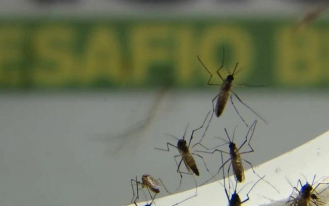 CLDF aprova projeto que cria protocolo anual para evitar crise de dengue