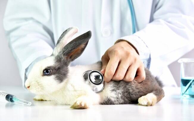 Antes de promover o contato com qualquer animal, certifique-se que seu coelho está com a saúde em dia. Além disso, provavelmente o médico pedirá a esterilização dele para evitar procriação descontrolada