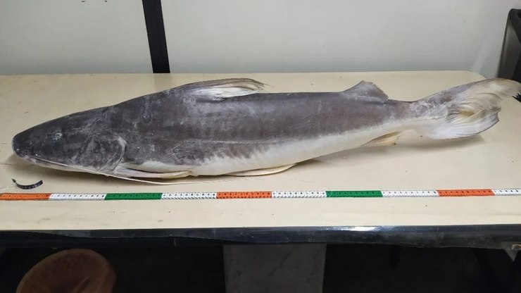 Peixe lendário pouco conhecido mobiliza ações de preservação
