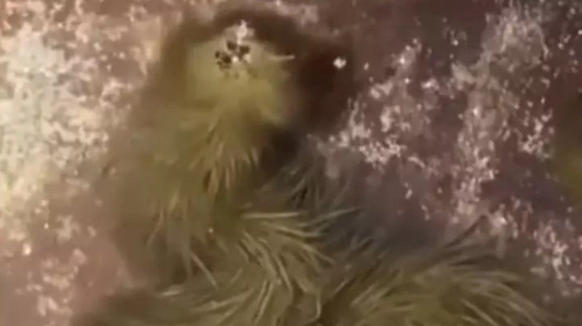 Animal adquiriu musgo verde por todo o corpo ao permanecer parado na água
