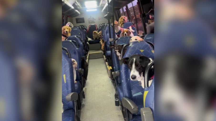 Rotina “escãolar” encanta com ônibus cheio de doguinhos felizes Rotina “escãolar” encanta com ônibus cheio de doguinhos felizes