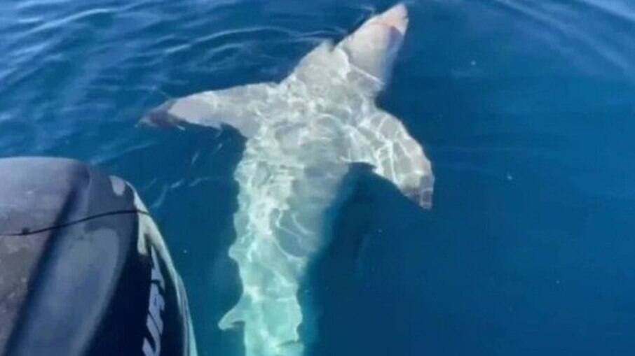 Tubarão-branco 