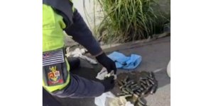 Homem com drogas estômago é preso na Marginal Tietê, em São Paulo