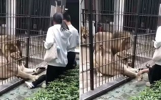 Vídeo: leoa ataca menina de 10 anos que se aproximou da jaula Vídeo: leoa ataca menina de 10 anos que se aproximou da jaula