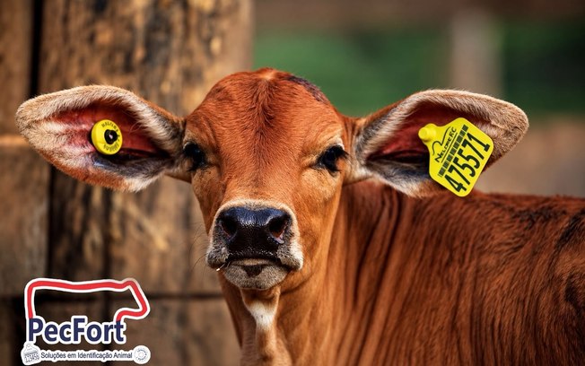 Do brete ao celular: PecFort aposta em tecnologia que automatiza a identificação animal e transforma o manejo no campo.