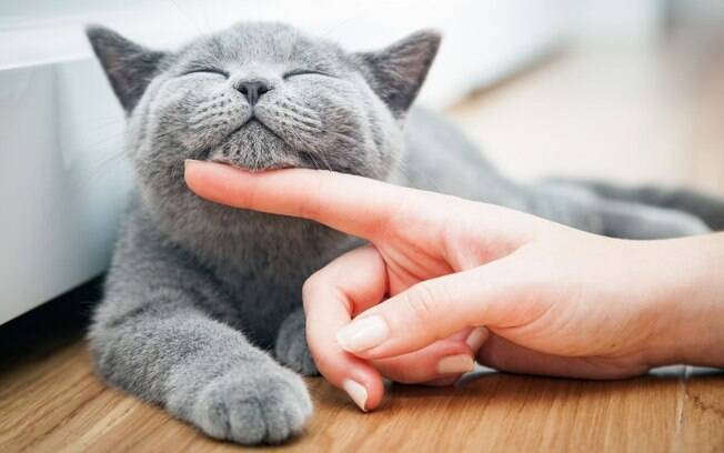 6 dicas para deixar o seu gato mais feliz