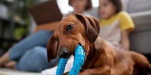 Cachorro precisa brincar todo dia? Estudo responde
