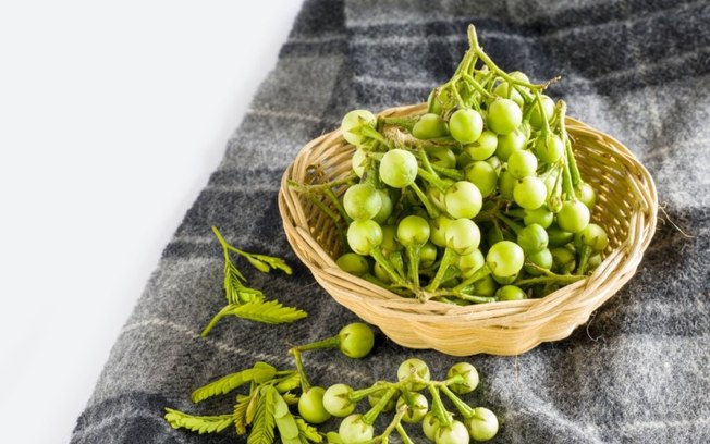 5 benefícios da planta jurubeba para a saúde 5 benefícios da planta jurubeba para a saúde