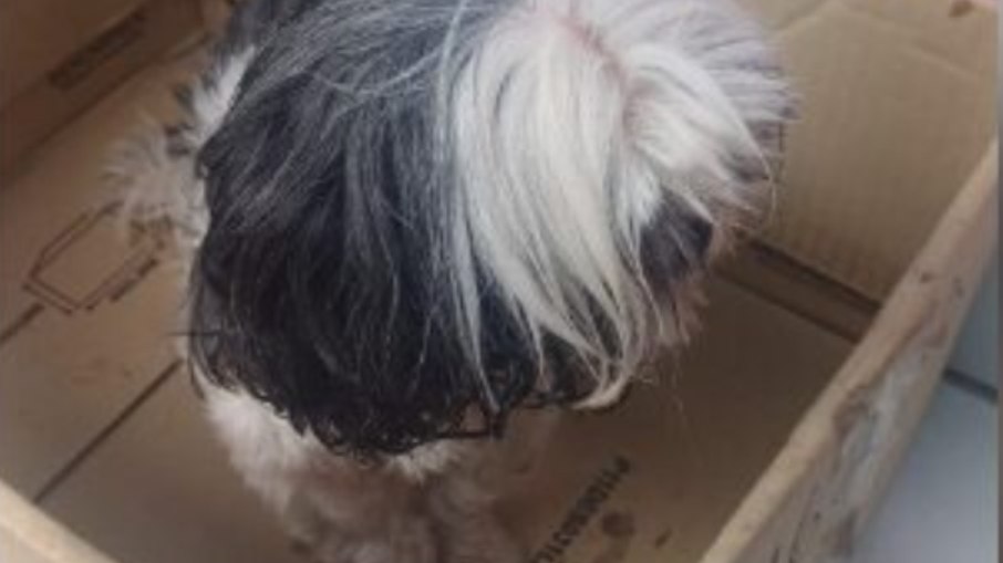 Cão é resgatado de carro fechado no centro de SP Cão é resgatado de carro fechado no centro de SP