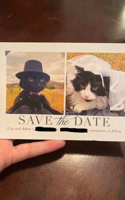 Convite de casamento com foto de gatos 