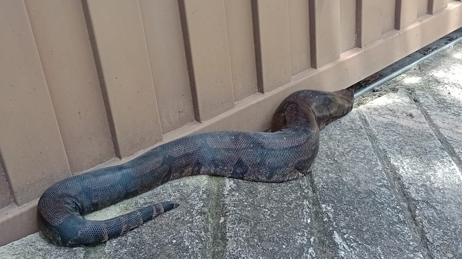 Jiboia de 2 metros ficou presa no portão de uma casa, em Valinhos