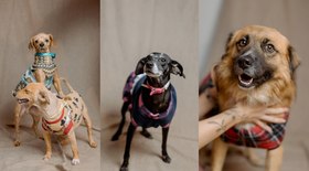 Cães resgatados posam para ensaio fotográfico em busca de adoção