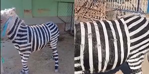 Zoo é criticado por pintar burros para que pareçam zebras