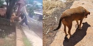 Homem é preso após jogar cachorro em riacho no Paraná