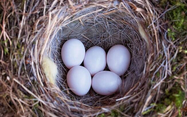 É bem difícil encontrar um ninho abandonado com ovos ou filhotes dentro já que as fêmeas nunca se afastam das crias. Quando isso acontece, provavelmente estão procurando por comida nos arredores
