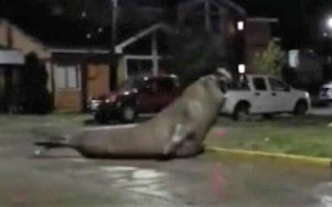 A enorme criatura marinha foi vista arrastando os pés e sacudindo seu corpo enorme pelas ruas de Puerto Cisnes