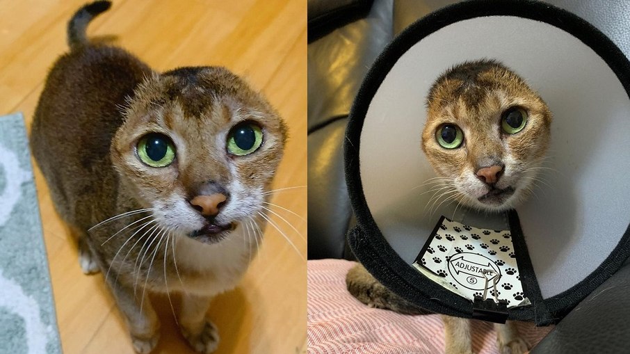 Gatos famosos - A senhora do gatinho