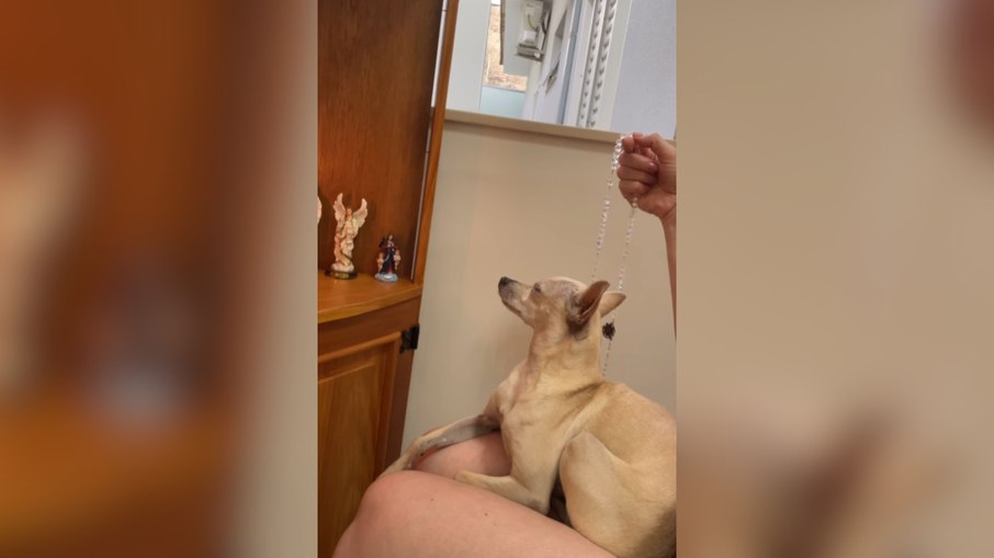 Pet acompanha oração com tutora Pet acompanha oração com tutora