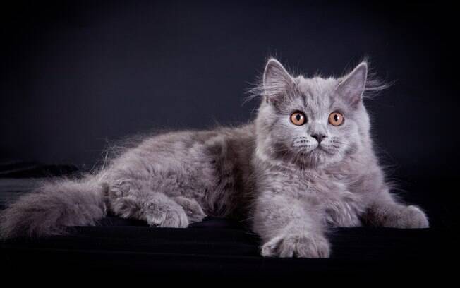 Quais são as 10 raças de gatos mais caras do mundo?