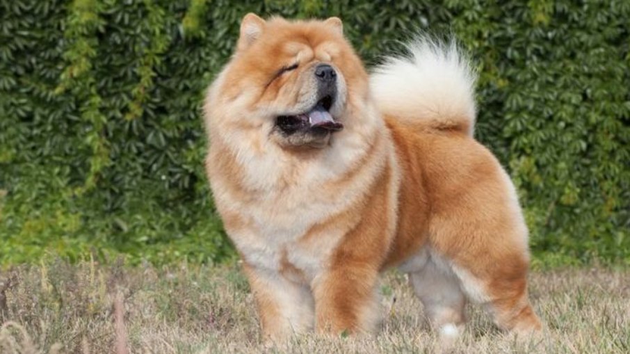 Cachorro da raça chow-chow
