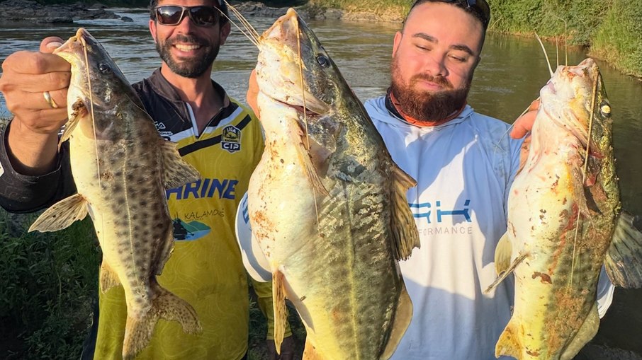 Tamanho do peixe capturado também tem relação com o abdômen volumoso por causa de ovas e gordura Tamanho do peixe capturado também tem relação com o abdômen volumoso por causa de ovas e gordura