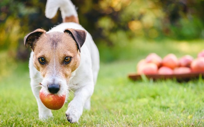 Cachorro pode comer maçã? Veja o que dizem especialistas
