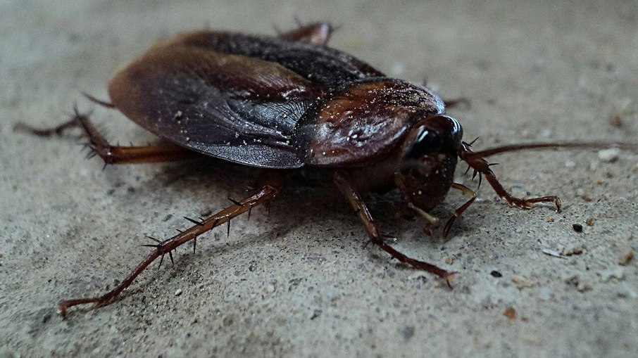 Mulher incendeia prédio ao tentar matar barata com lança-chamas, e vizinha morre na Coreia do Sul Mulher incendeia prédio ao tentar matar barata com lança-chamas, e vizinha morre na Coreia do Sul