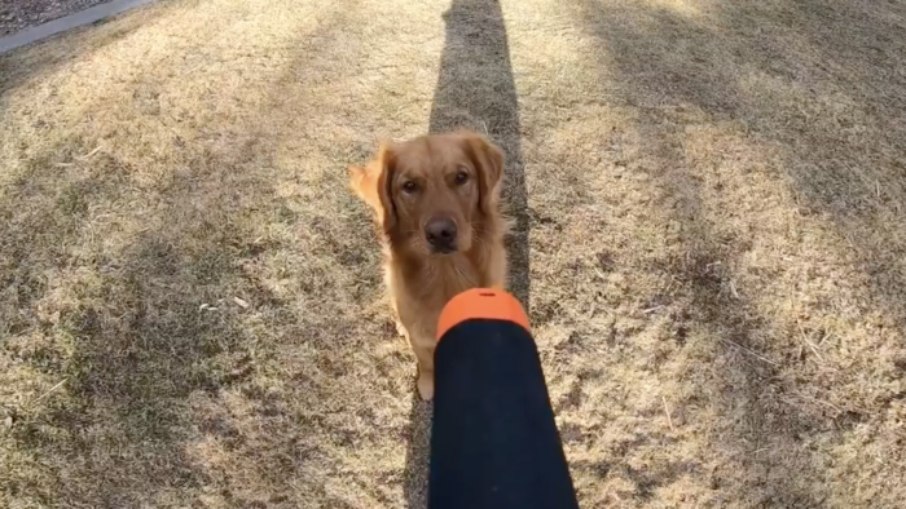 Golden Retriever ganhou um bastão com uma câmera 