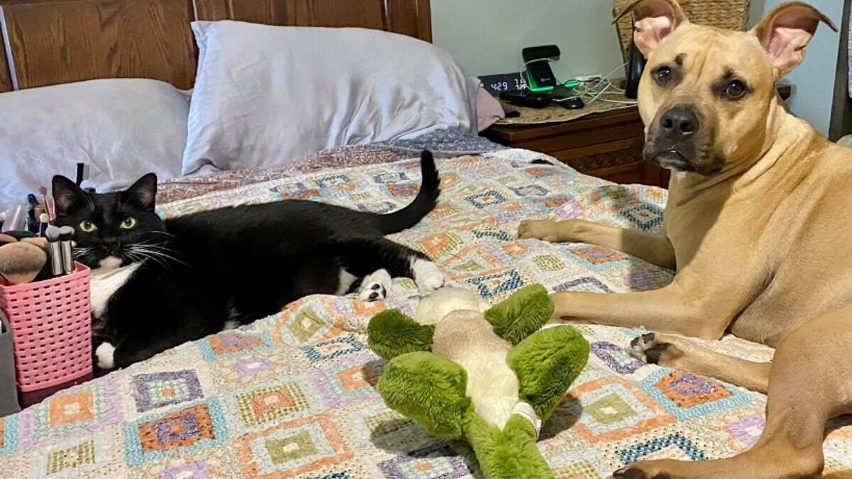 Cachorro faz drama para que dona pegue o brinquedo que caiu da cama | Cachorros – [Blog GigaOutlet]