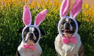 Ovos de Páscoa para pets: como incluir alimentos aos animais na comemoração 