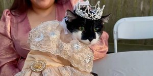 Com vestido e bolo: gata faz 15 anos e ganha festa de debutante