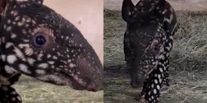 Zoo anuncia filhote de tapir malaio, espécie ameaçada de extinção