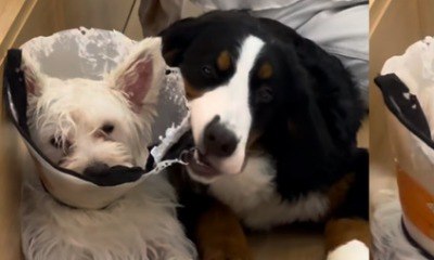 Cão é flagrado destruindo 'cone da vergonha' do amigo e web reage