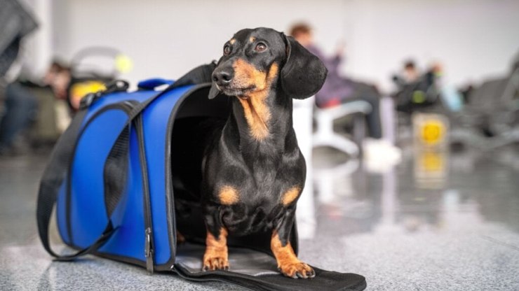 Conheça as novas regras para o transporte aéreo de animais